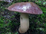 Tylopilus rubrobrunneus image