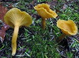 Cantharellus appalachiensis image