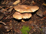 Lactarius argillaceifolius image