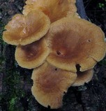 Panus lecomtei image