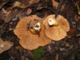Lactarius argillaceifolius image