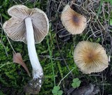 Pseudosperma friabile image
