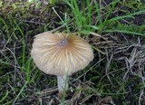 Pseudosperma friabile image