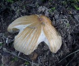 Pseudosperma friabile image