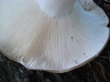 Russula variata image