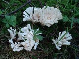 Tremellodendron pallidum image