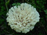 Tremellodendron pallidum image