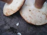 Tylopilus ferrugineus image