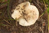 Russula veternosa image