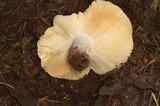 Russula veternosa image