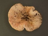 Russula veternosa image