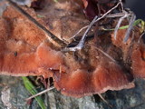 Abortiporus biennis image