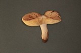 Russula veternosa image