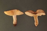 Russula veternosa image