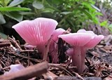 Lepista sublilacina image