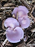 Lepista sublilacina image