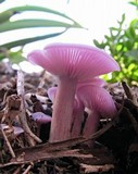 Lepista sublilacina image