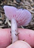 Lepista sublilacina image