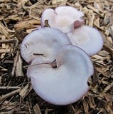 Lepista sublilacina image