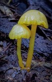 Hygrocybe chromolimonea image