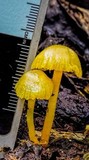 Hygrocybe chromolimonea image