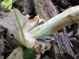 Coprinopsis variegata image