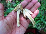 Coprinopsis variegata image