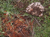 Abortiporus biennis image