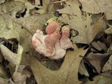Phlebia incarnata image