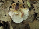 Phlebia incarnata image