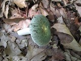 Russula parvovirescens image