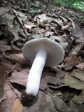 Russula parvovirescens image