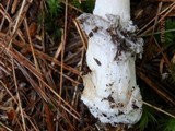 Amanita rhacopus image