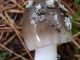 Amanita rhacopus image
