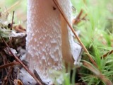 Amanita rhacopus image
