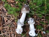 Amanita rhacopus image