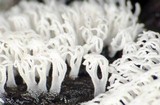 Ceratiomyxa fruticulosa var. fruticulosa image