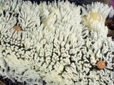 Ceratiomyxa fruticulosa var. fruticulosa image