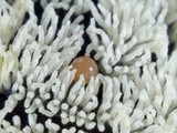 Ceratiomyxa fruticulosa var. fruticulosa image