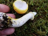 Amanita elongata image