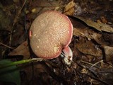 Boletus chrysenteron image