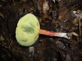 Boletus chrysenteron image