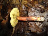 Boletus chrysenteron image