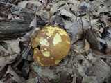 Xanthoconium affine image