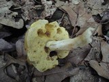 Xanthoconium affine image