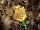 Xanthoconium affine image