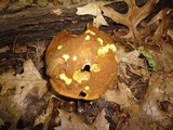 Xanthoconium affine image