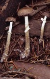 Psathyrella ellenae image