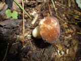 Xanthoconium affine image
