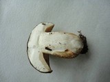 Xanthoconium affine image